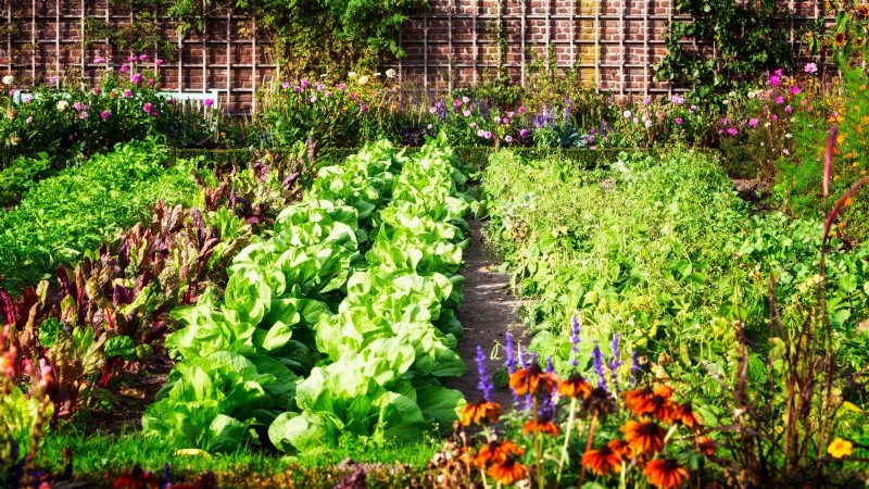 4-Year Crop Rotation Plan: A Simple Guide for Thriving Gardens