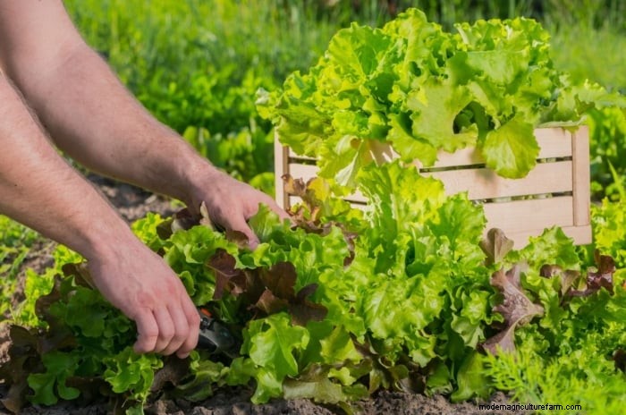 4-Year Crop Rotation Plan: A Simple Guide for Thriving Gardens
