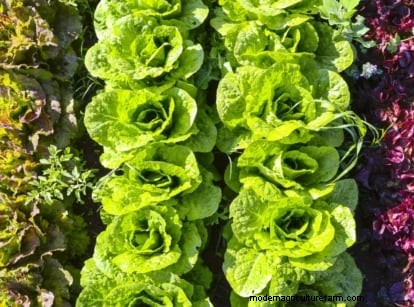 4-Year Crop Rotation Plan: A Simple Guide for Thriving Gardens