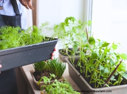 4-Year Crop Rotation Plan: A Simple Guide for Thriving Gardens