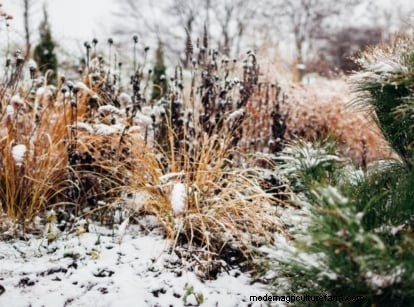 4-Year Crop Rotation Plan: A Simple Guide for Thriving Gardens