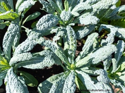 4-Year Crop Rotation Plan: A Simple Guide for Thriving Gardens