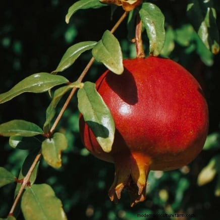 January Pruning: 7 Fruit Trees & Vines for a Bountiful Harvest