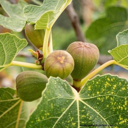 January Pruning: 7 Fruit Trees & Vines for a Bountiful Harvest