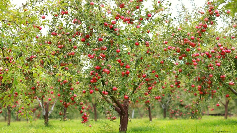 January Pruning: 7 Fruit Trees & Vines for a Bountiful Harvest
