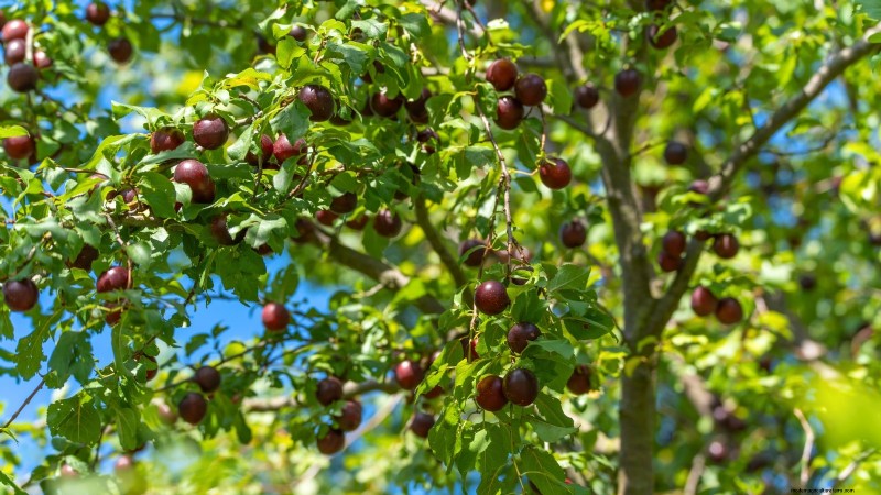 January Pruning: 7 Fruit Trees & Vines for a Bountiful Harvest