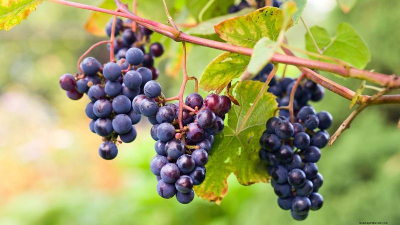 January Pruning: 7 Fruit Trees & Vines for a Bountiful Harvest