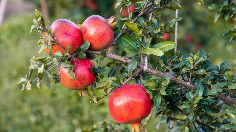 January Pruning: 7 Fruit Trees & Vines for a Bountiful Harvest