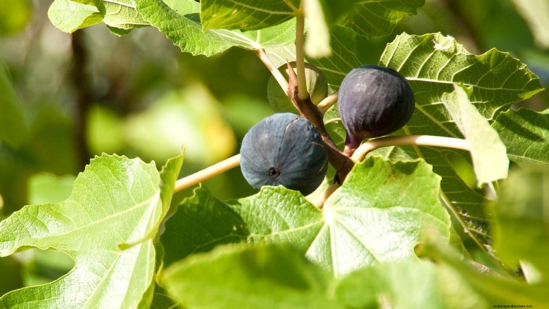 January Pruning: 7 Fruit Trees & Vines for a Bountiful Harvest
