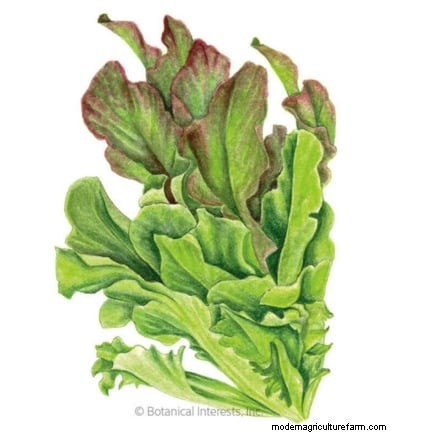 Grow Your Own Greens: 7 Easy & Healthy Varieties for January
