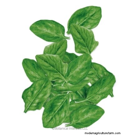 Grow Your Own Greens: 7 Easy & Healthy Varieties for January