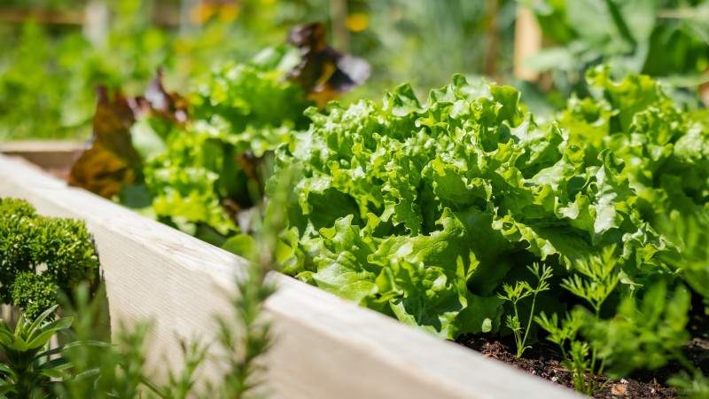 Grow Your Own Greens: 7 Easy & Healthy Varieties for January
