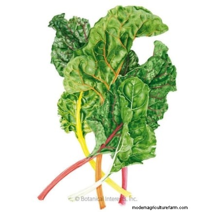 Grow Your Own Greens: 7 Easy & Healthy Varieties for January