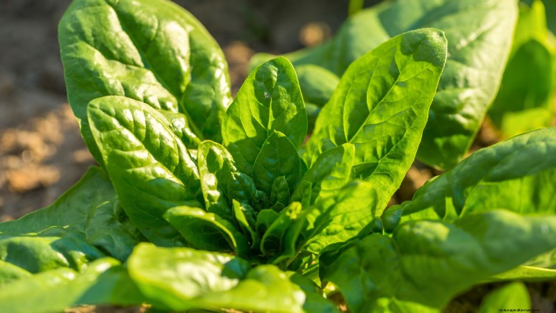 Grow Your Own Greens: 7 Easy & Healthy Varieties for January