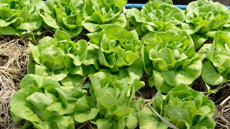 Grow Your Own Greens: 7 Easy & Healthy Varieties for January