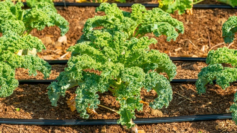 Grow Your Own Greens: 7 Easy & Healthy Varieties for January