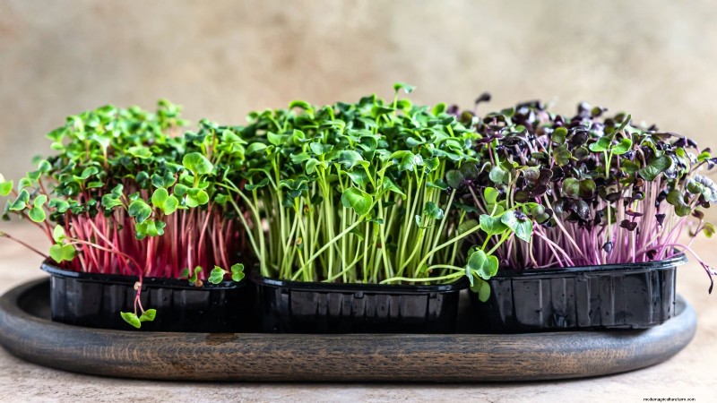 Grow Your Own Greens: 7 Easy & Healthy Varieties for January