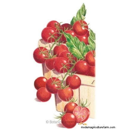 Tomato Seedling Transplanting: A Guide to Healthy Growth