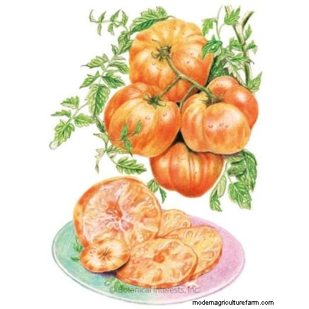 Tomato Seedling Transplanting: A Guide to Healthy Growth