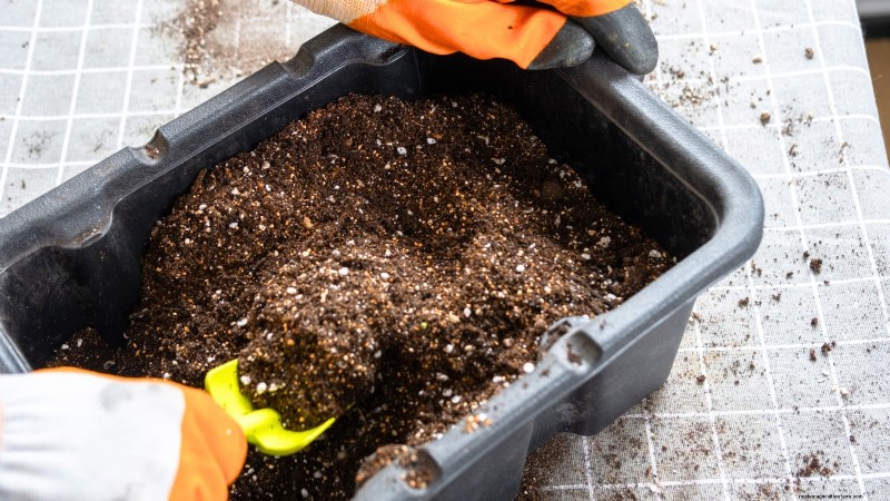 Tomato Seedling Transplanting: A Guide to Healthy Growth