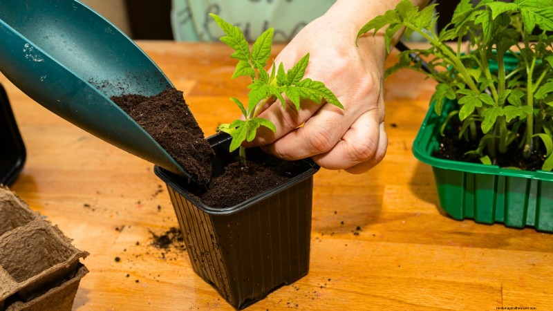Tomato Seedling Transplanting: A Guide to Healthy Growth