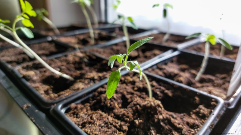 Tomato Seedling Transplanting: A Guide to Healthy Growth