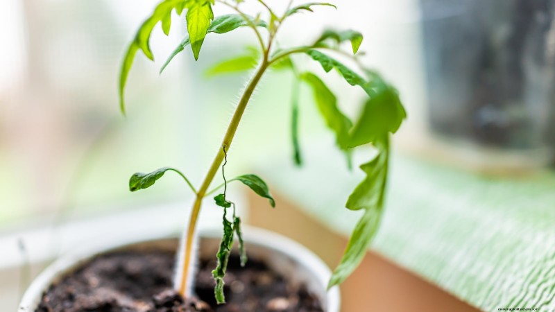 Tomato Seedling Transplanting: A Guide to Healthy Growth