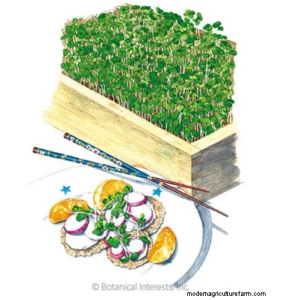 Troubleshooting Yellow & Floppy Microgreens: A Quick Guide