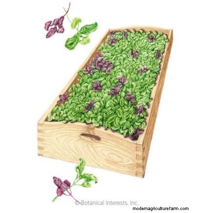 Troubleshooting Yellow & Floppy Microgreens: A Quick Guide
