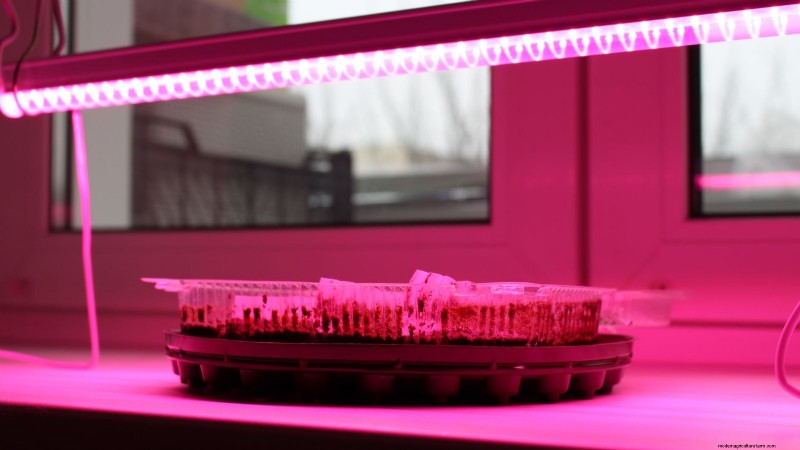 Troubleshooting Yellow & Floppy Microgreens: A Quick Guide