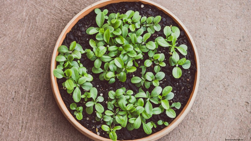 Troubleshooting Yellow & Floppy Microgreens: A Quick Guide
