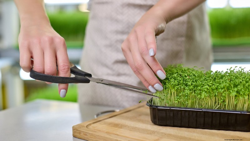 Troubleshooting Yellow & Floppy Microgreens: A Quick Guide