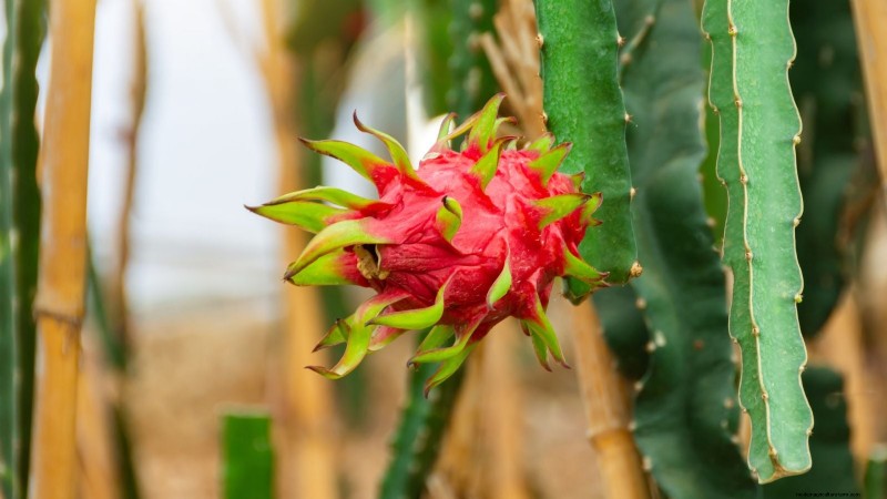 Growing Dragon Fruit: Top 7 Varieties for Your Garden