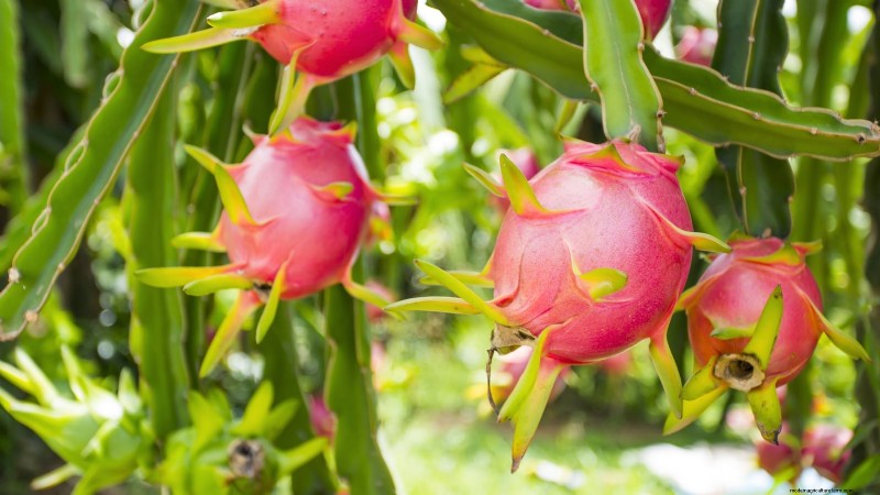 Growing Dragon Fruit: Top 7 Varieties for Your Garden