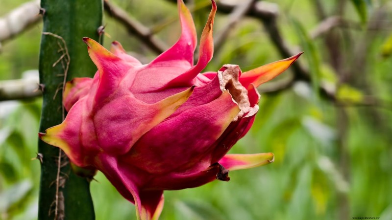 Growing Dragon Fruit: Top 7 Varieties for Your Garden