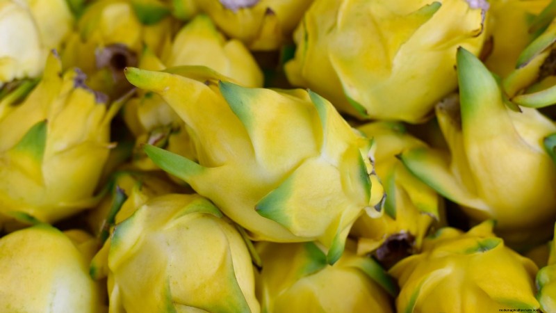 Growing Dragon Fruit: Top 7 Varieties for Your Garden