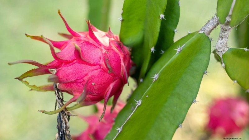Growing Dragon Fruit: Top 7 Varieties for Your Garden