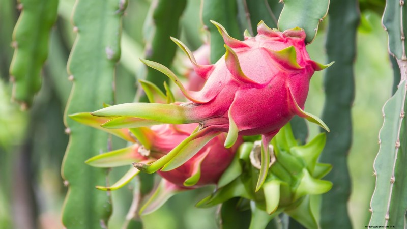 Growing Dragon Fruit: Top 7 Varieties for Your Garden