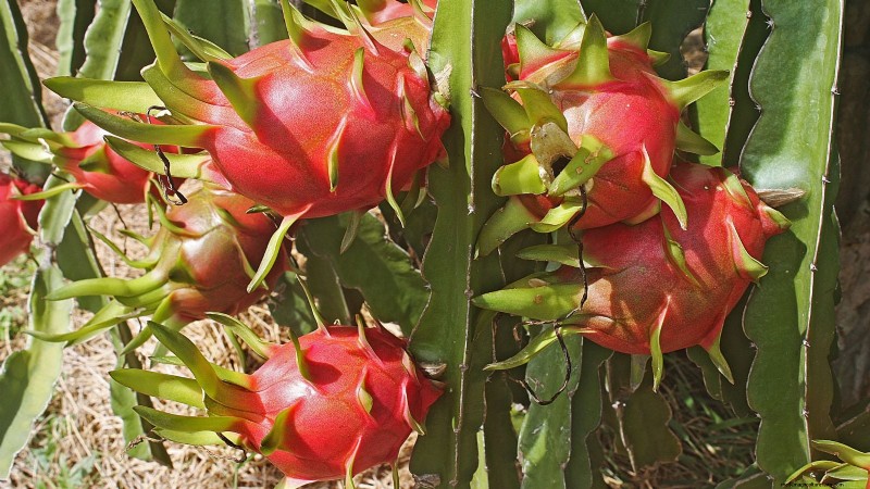 Growing Dragon Fruit: Top 7 Varieties for Your Garden