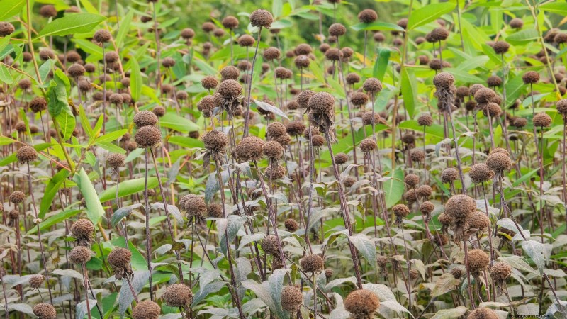 Winter Garden Bed Preparation: A Simple Guide