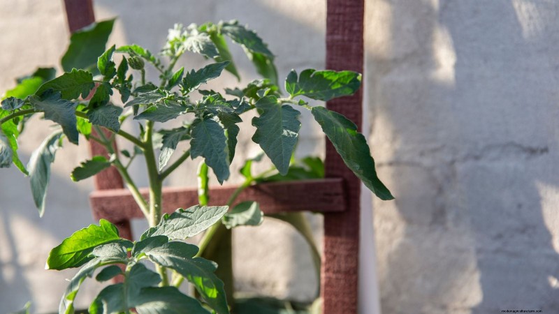 Winter Garden Bed Preparation: A Simple Guide