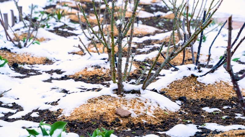 Winter Garden Bed Preparation: A Simple Guide