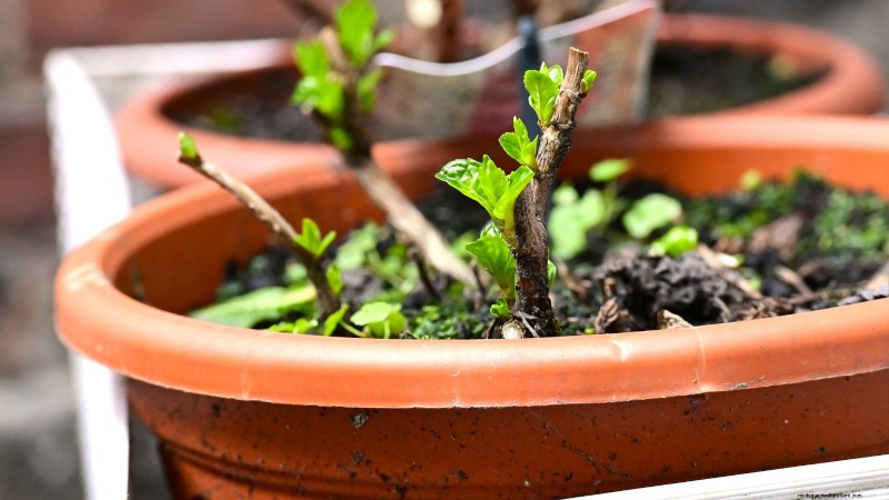 Winter Garden Bed Preparation: A Simple Guide