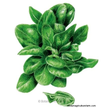 Grow Your Own Food: 11 Best Indoor Food Forest Seeds for November