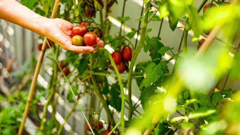 Grow Your Own Food: 11 Best Indoor Food Forest Seeds for November