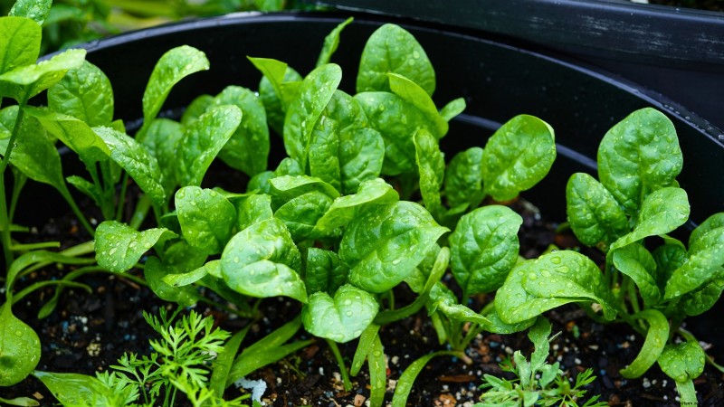Grow Your Own Food: 11 Best Indoor Food Forest Seeds for November