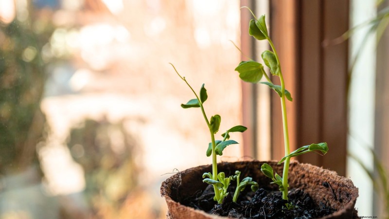 Grow Your Own Food: 11 Best Indoor Food Forest Seeds for November