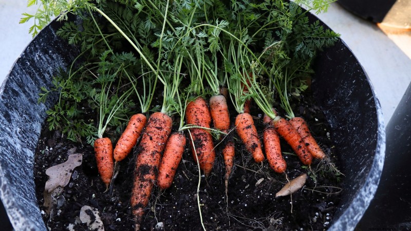Grow Your Own Food: 11 Best Indoor Food Forest Seeds for November