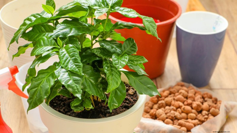 Grow Your Own Food: 11 Best Indoor Food Forest Seeds for November