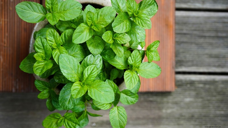 Grow Your Own Food: 11 Best Indoor Food Forest Seeds for November
